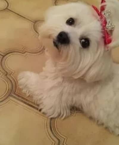Kisi ke pass shihtzu male available hai study ke liye