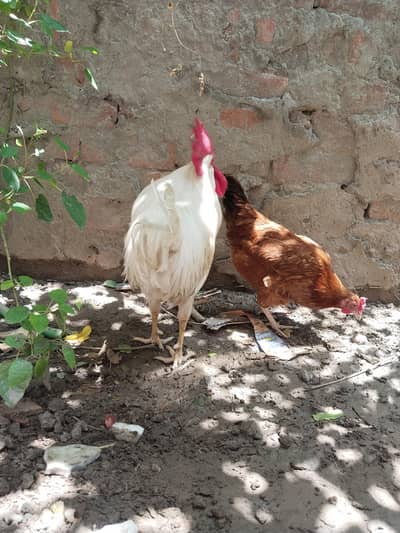 fully white murga aor murgi