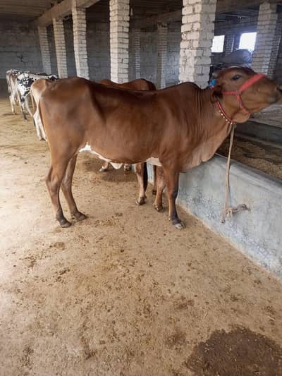 6 cows, 5 calfs