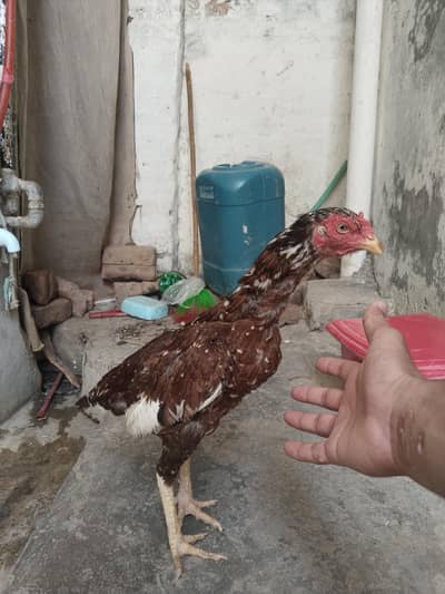 aseel murghi for sale