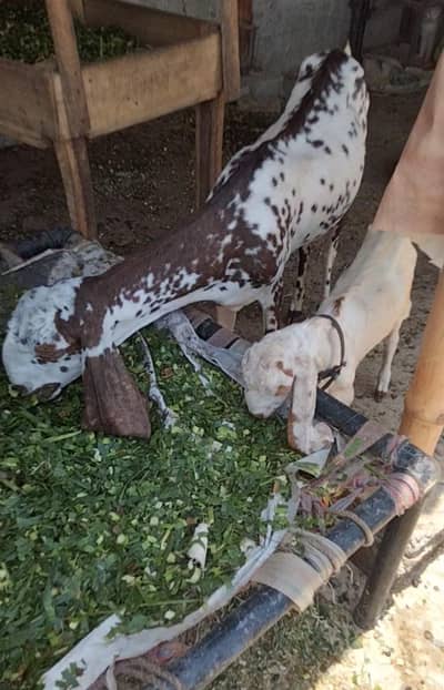 Machi cheni bakri sath female kid 2month03324262191