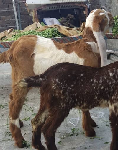 Brown ablack bacha