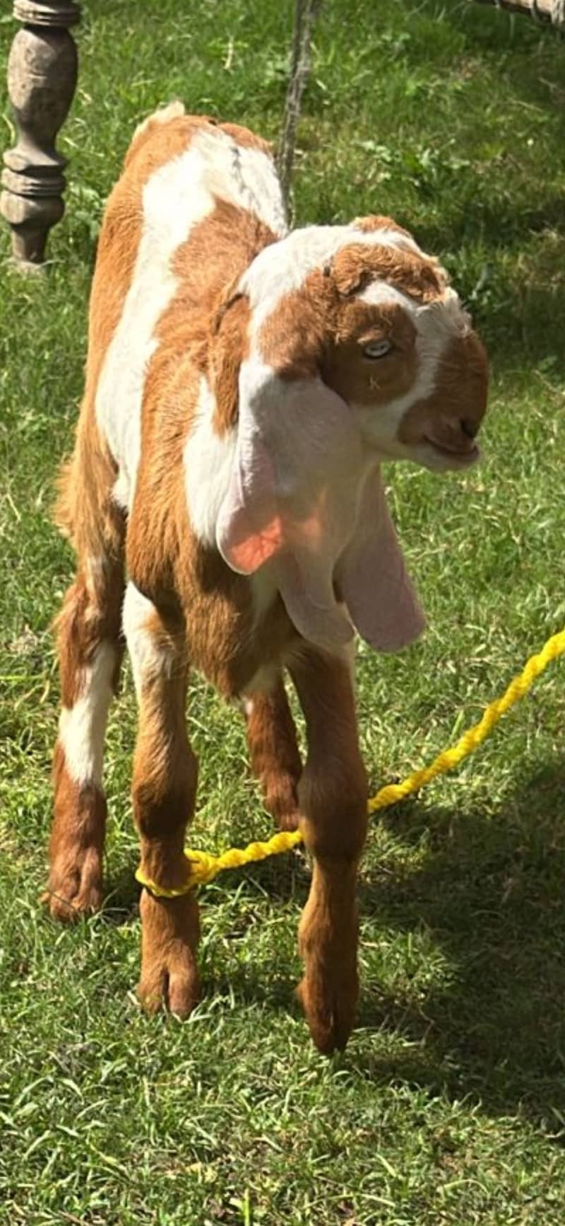 Brown ablack bacha 2