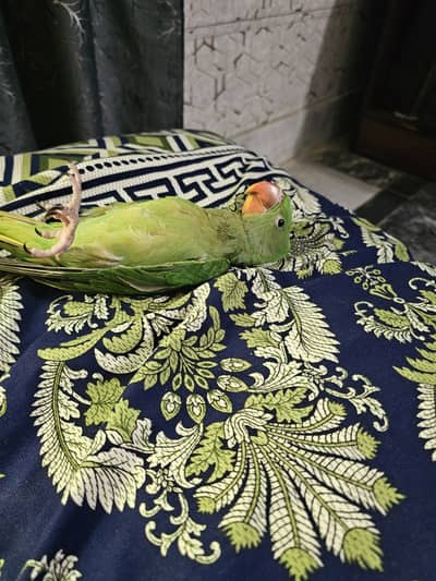 Raw baby parrot age 3 months