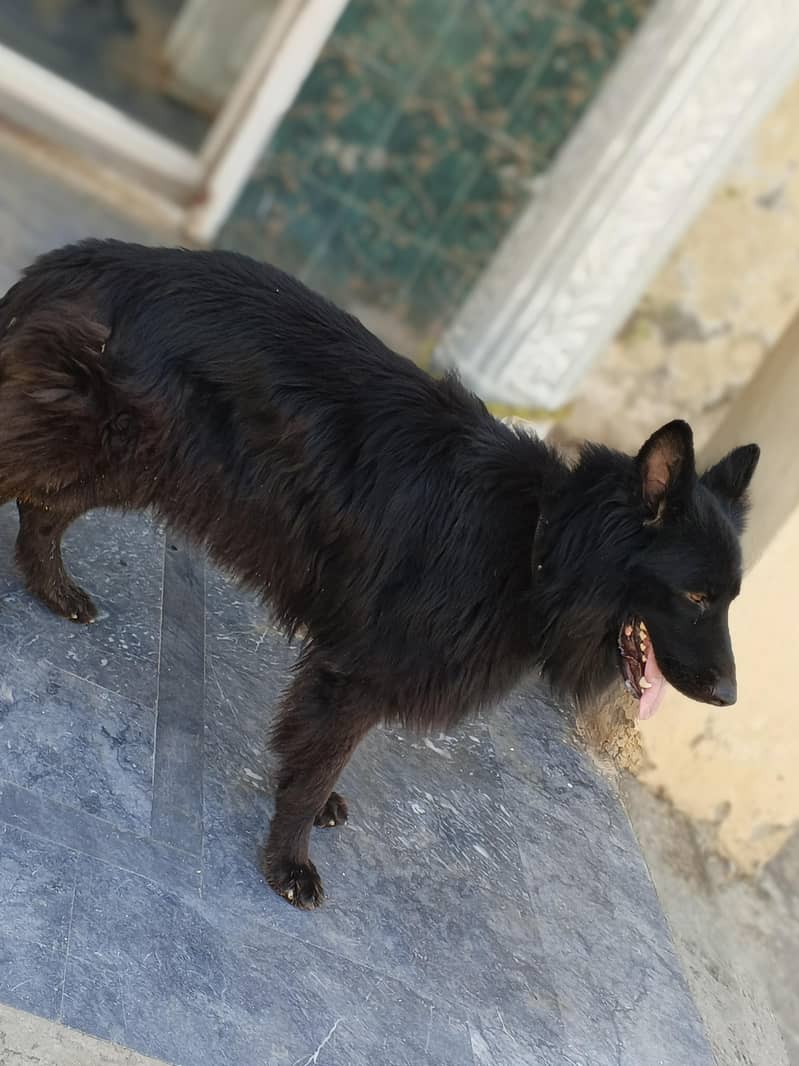 German shepard bread Dog 1
