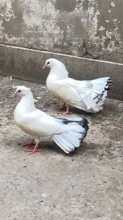 Swing Neck Big Fantail Pair