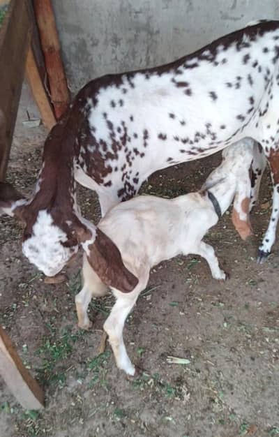 desi bakri sath female kid03324262191