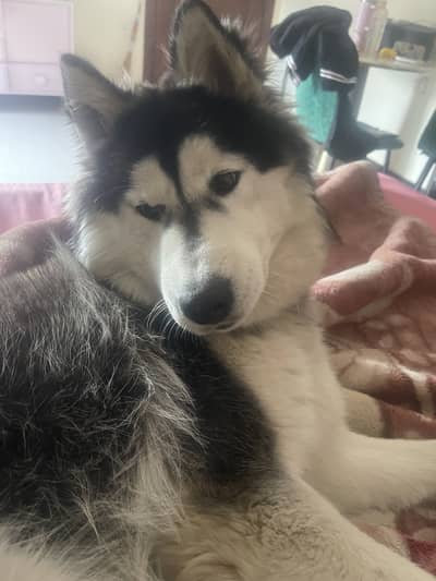1.5 year old husky
