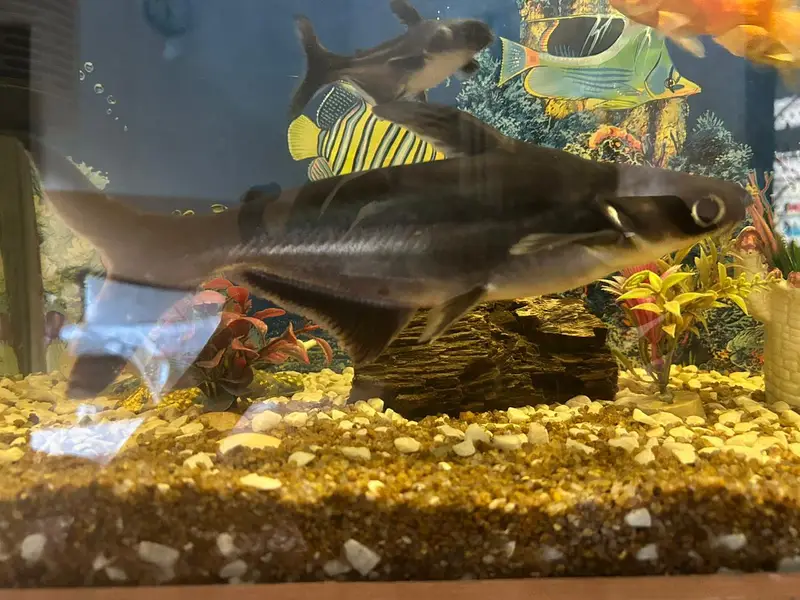 blue line shark size 9 inch single fish