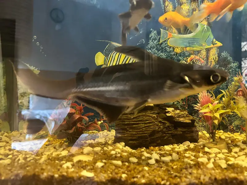 blue line shark size 9 inch single fish — photo 2