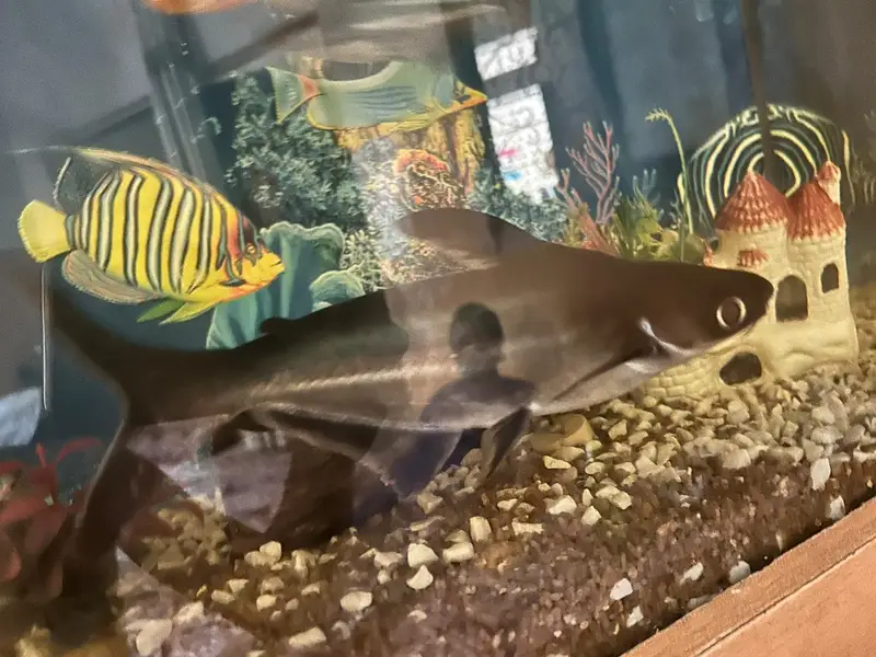 blue line shark size 9 inch single fish — photo 3