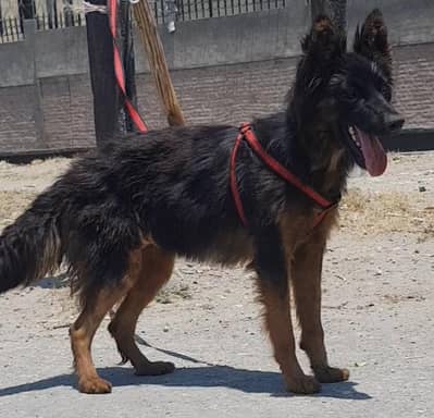 German Shepherd female long coat for sale 6 mahine Umar