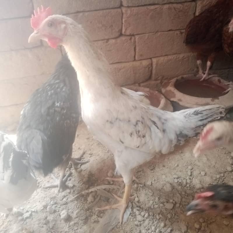 desi chicks 0