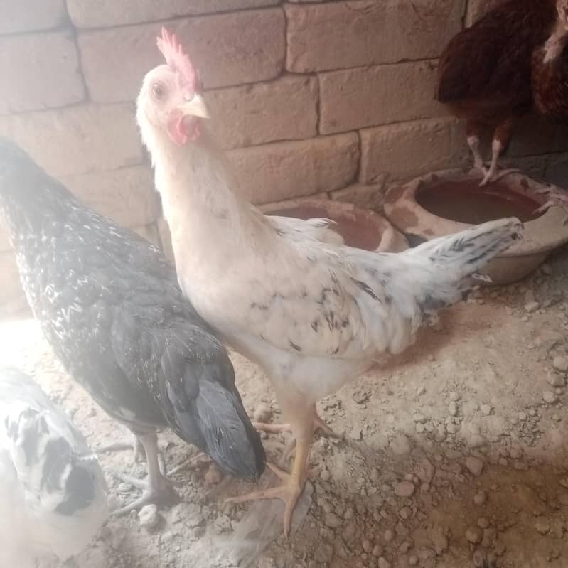 desi chicks 1