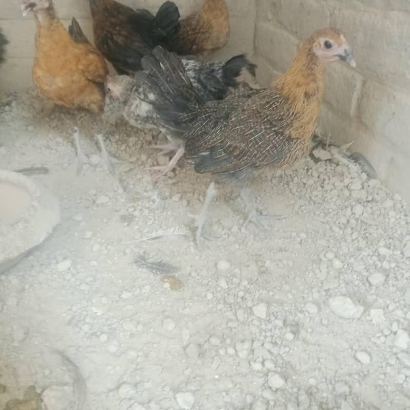 desi chicks 2