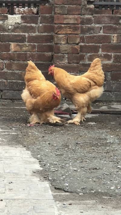 Golden buff males
