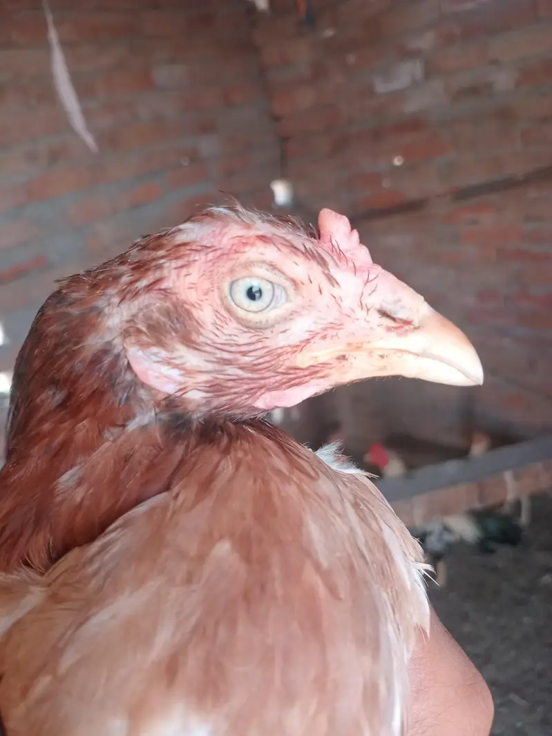 Aseel Mianwali | Aseel murgha | Aseel breeder pair | Hen For sale — photo 2