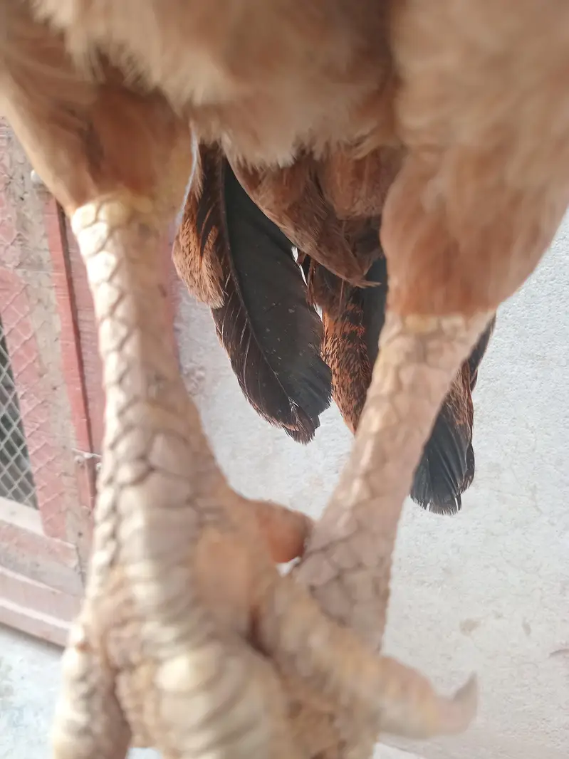 Aseel Mianwali | Aseel murgha | Aseel breeder pair | Hen For sale — photo 4