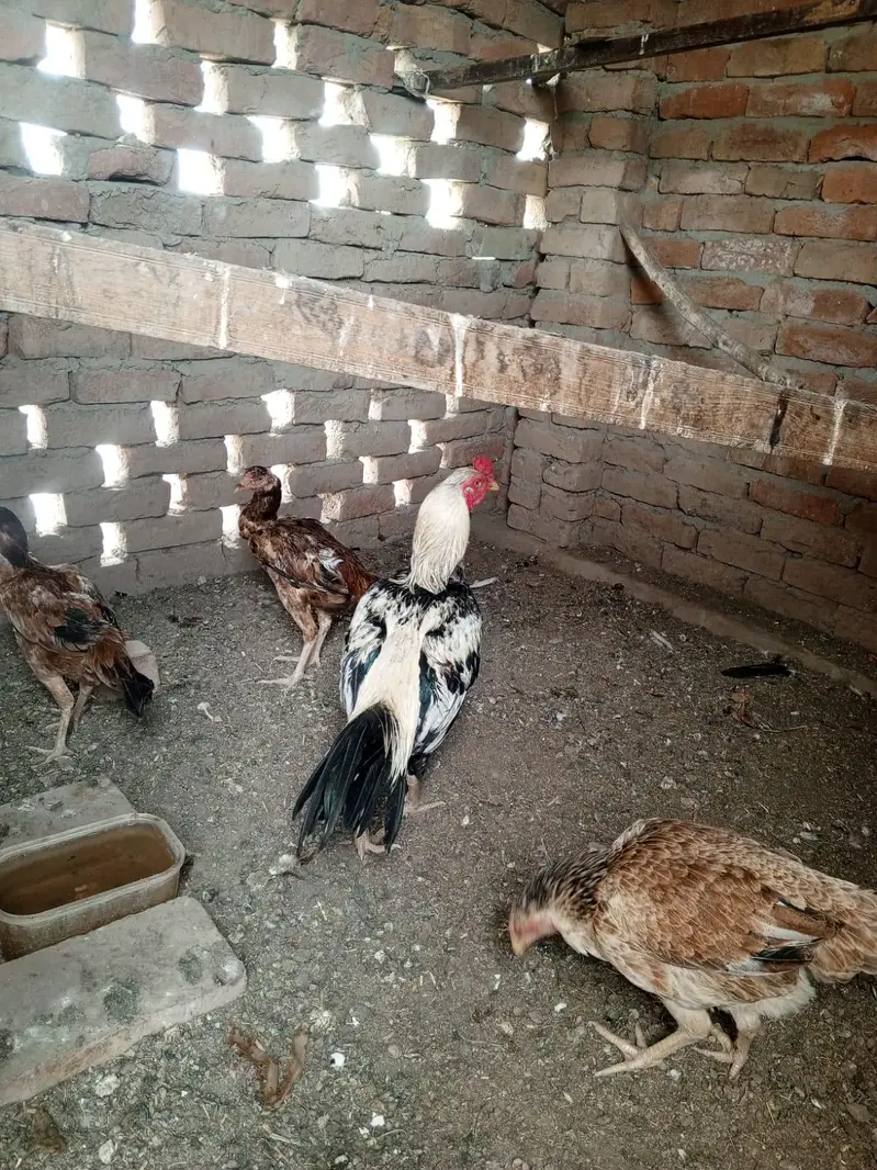 Aseel Mianwali | Aseel murgha | Aseel breeder pair | Hen For sale — photo 5