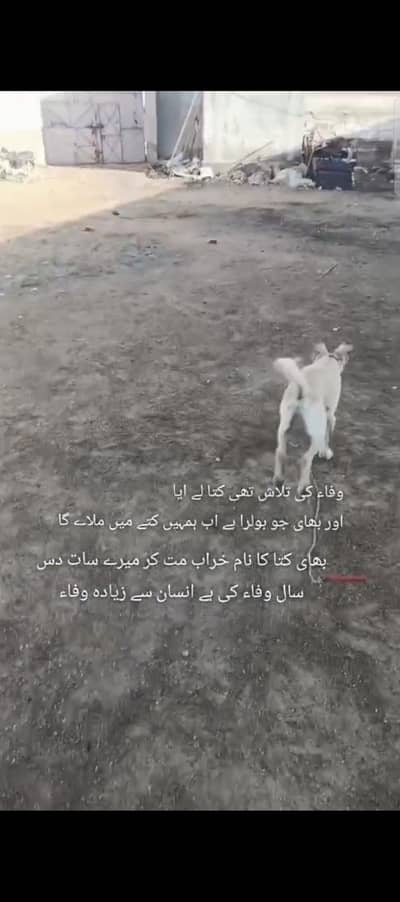 Afghan kochi kangal kross