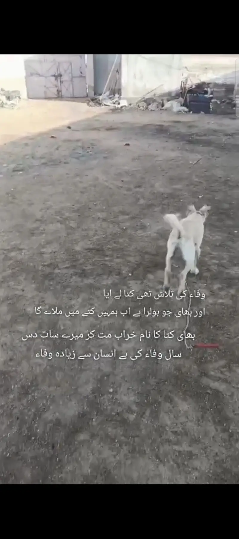 Afghan kochi kangal kross
