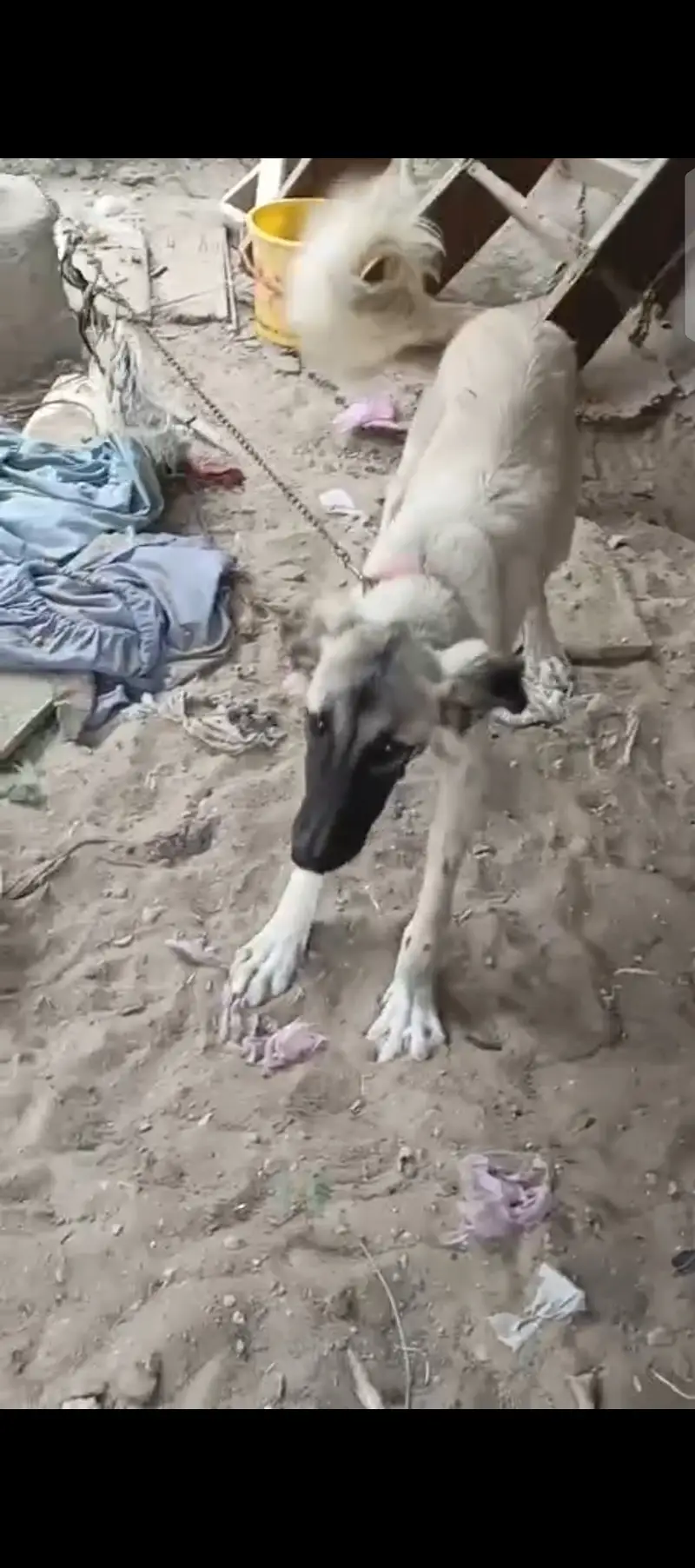 Afghan kochi kangal kross — photo 2