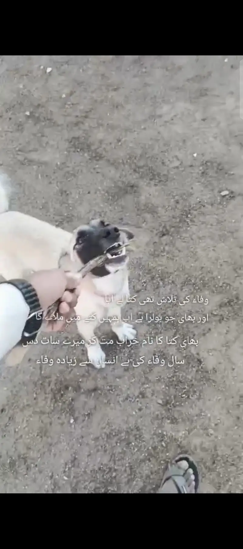 Afghan kochi kangal kross — photo 3