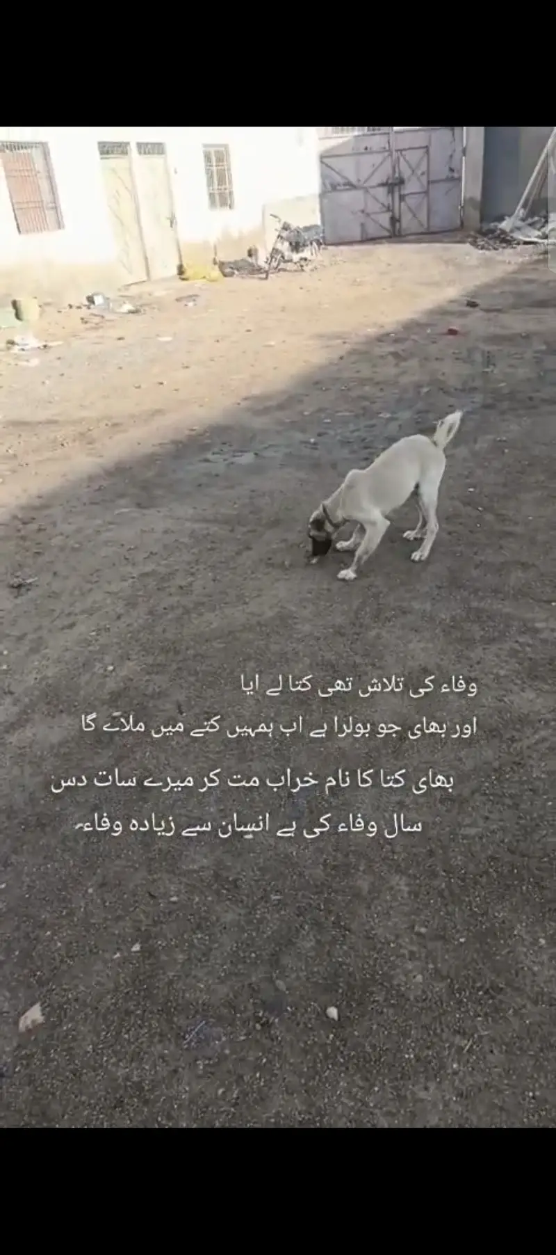 Afghan kochi kangal kross — photo 4