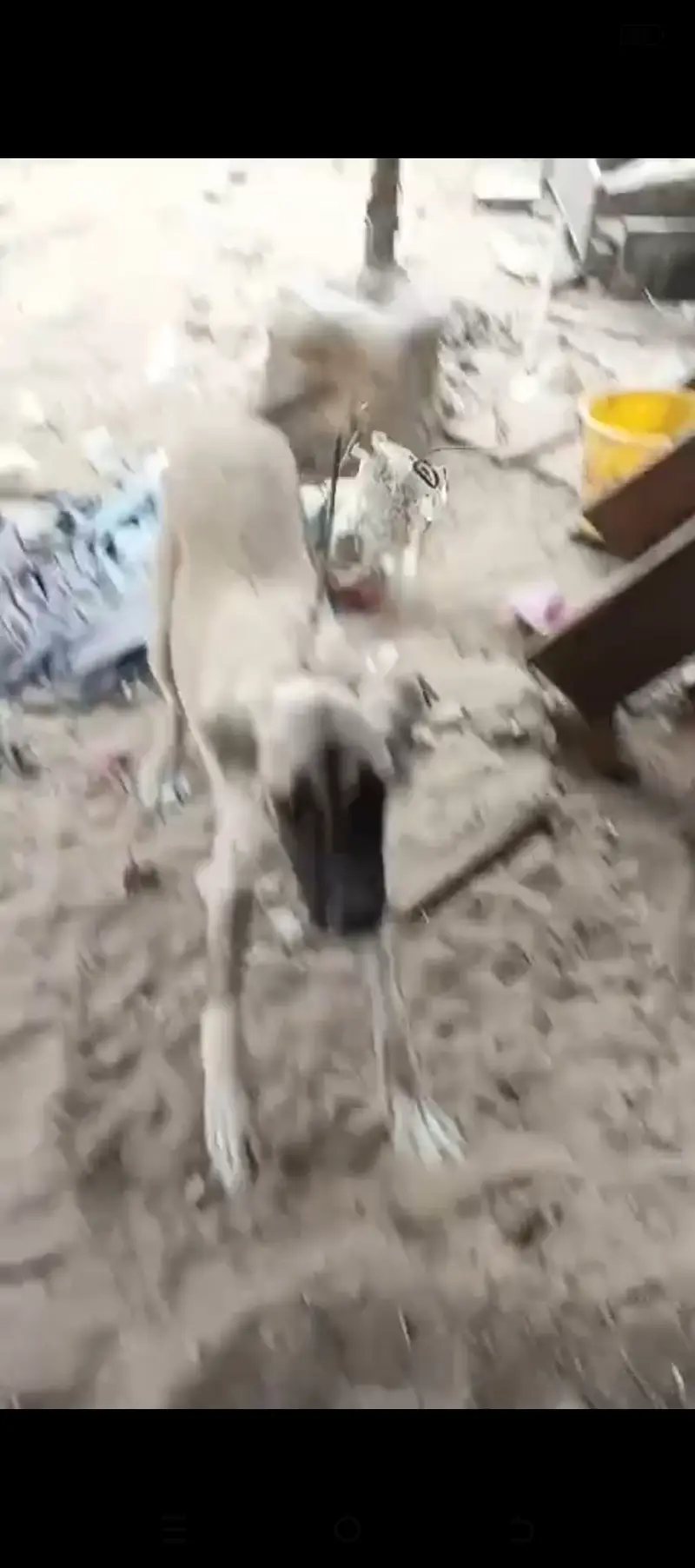 Afghan kochi kangal kross — photo 5