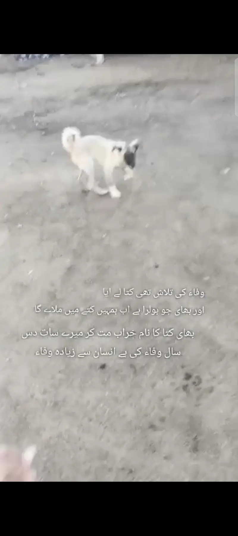 Afghan kochi kangal kross — photo 6