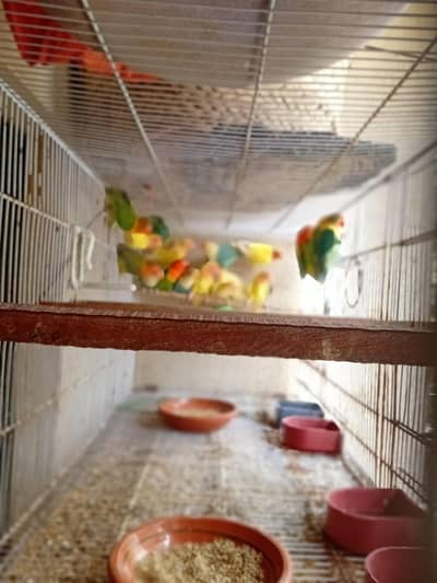 mix love birds
