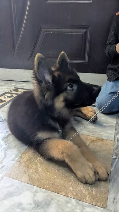 German shepherd male puppy