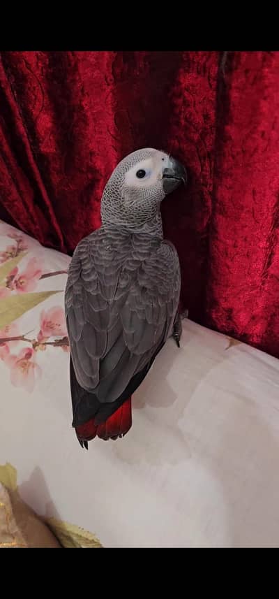 African Grey 2 Females Parrots Chicks Available