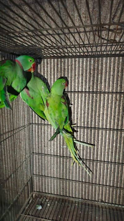raw parrot