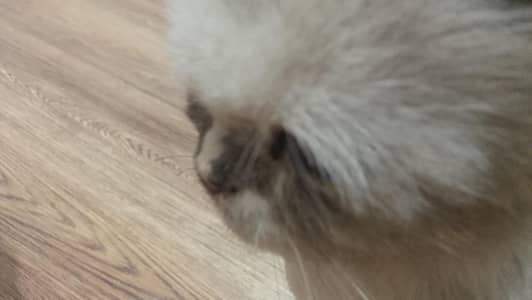 Persian cat