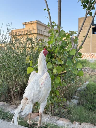 Shamo chicks