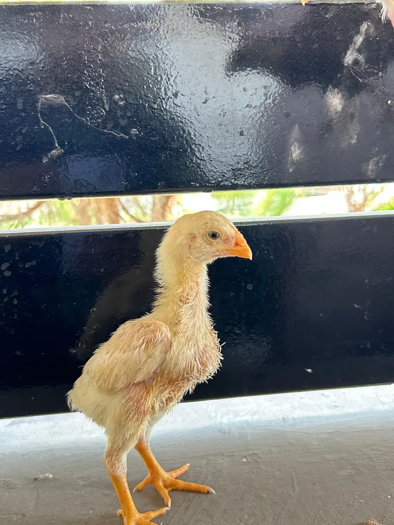Shamo chicks — photo 2