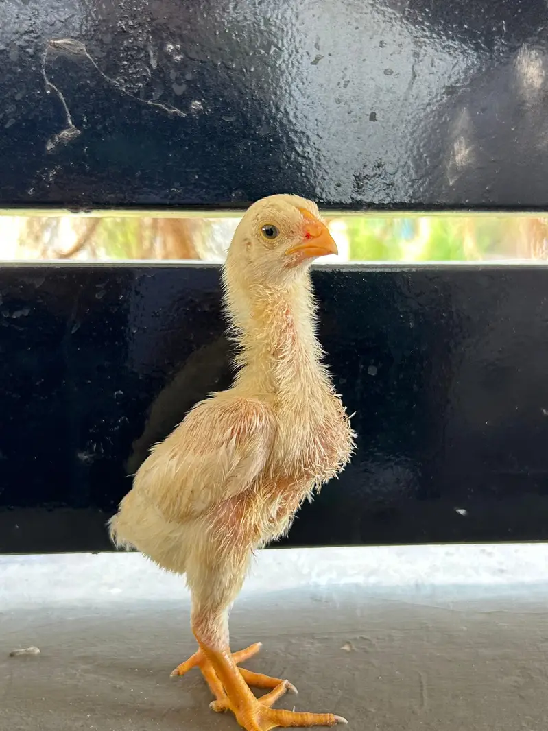 Shamo chicks — photo 3