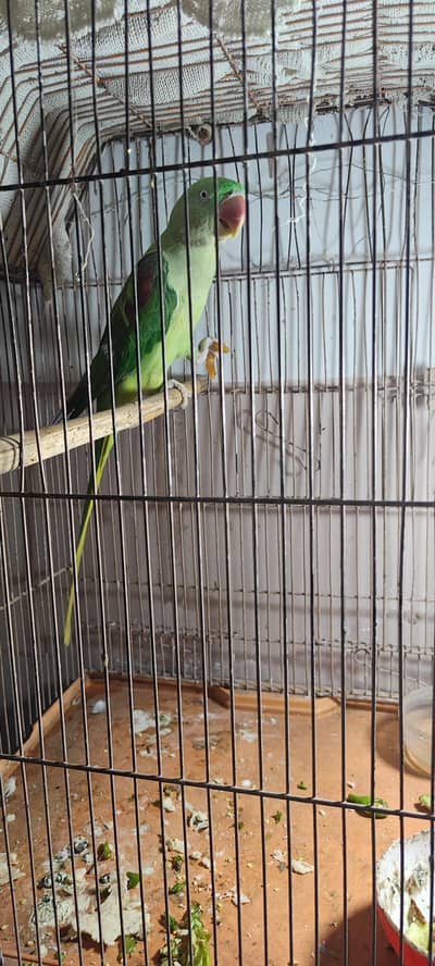 Female raw Breder parrot for sale
