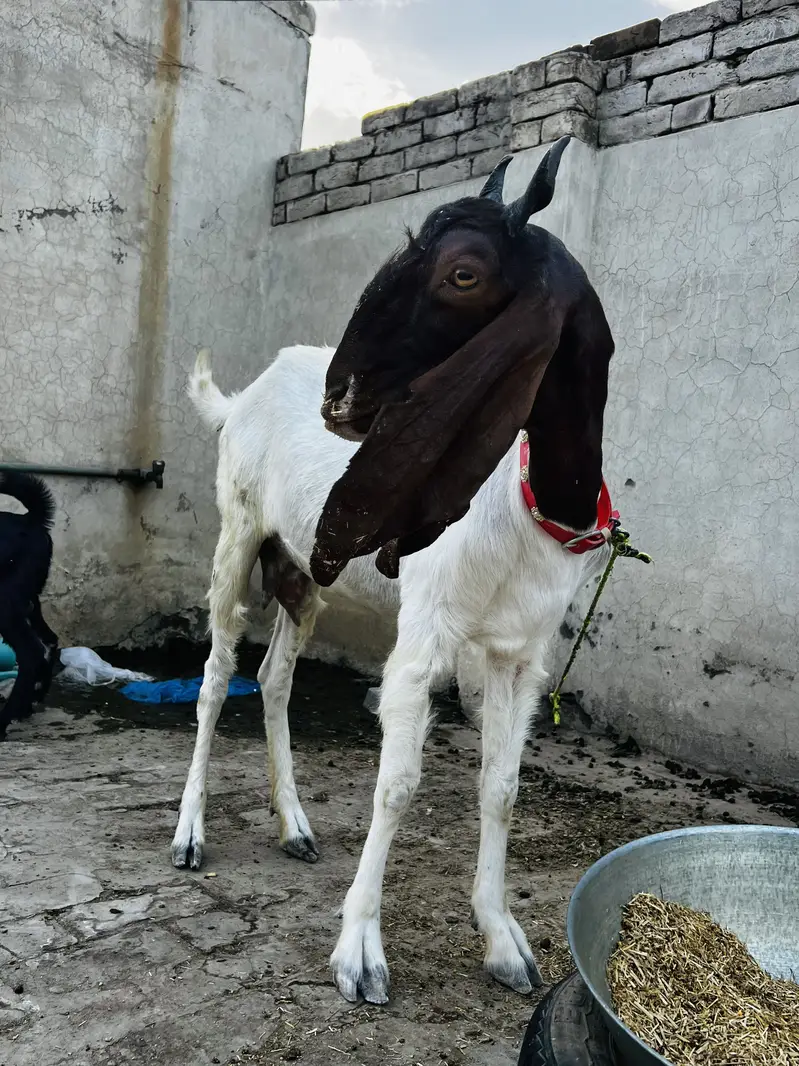 Sindhi Nasal ki Bakri Top quality goat heavy weight — photo 3