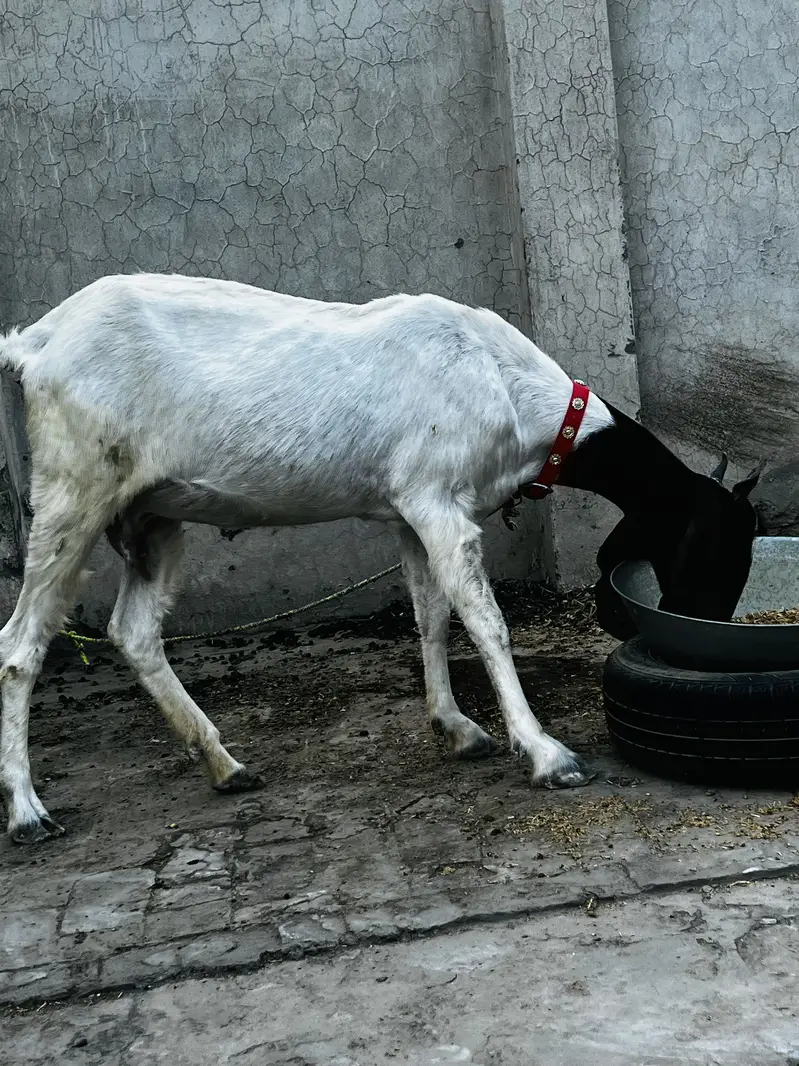 Sindhi Nasal ki Bakri Top quality goat heavy weight — photo 5