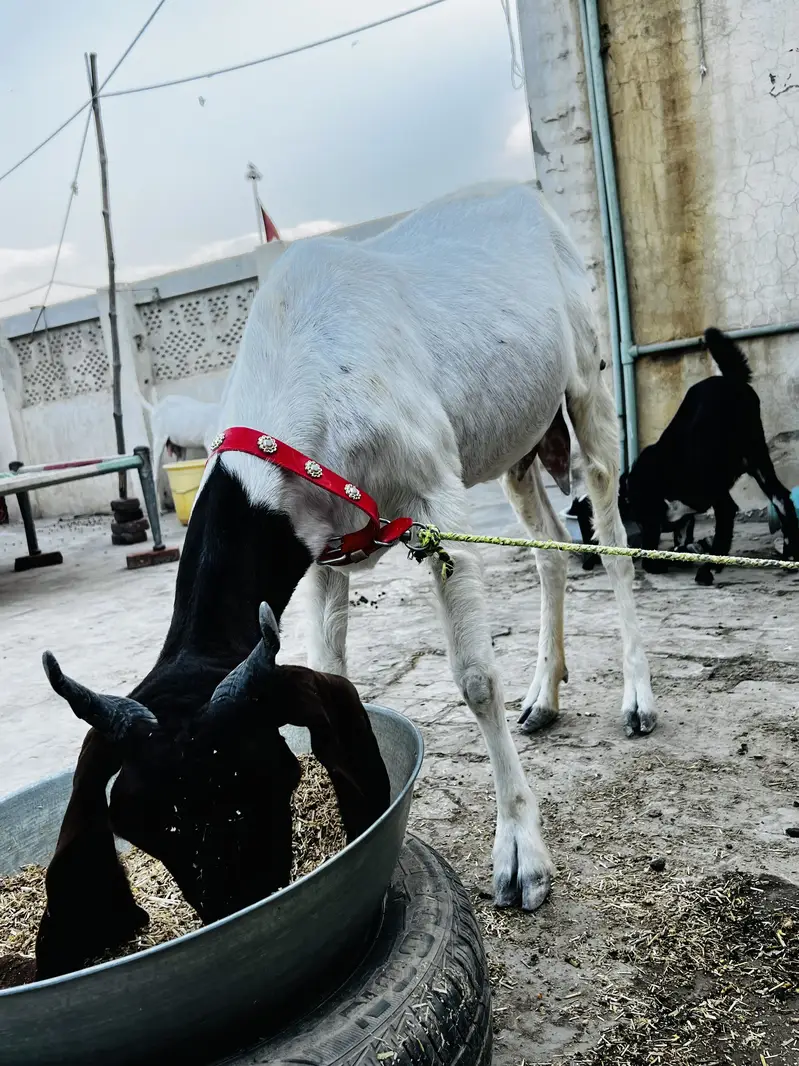 Sindhi Nasal ki Bakri Top quality goat heavy weight — photo 6