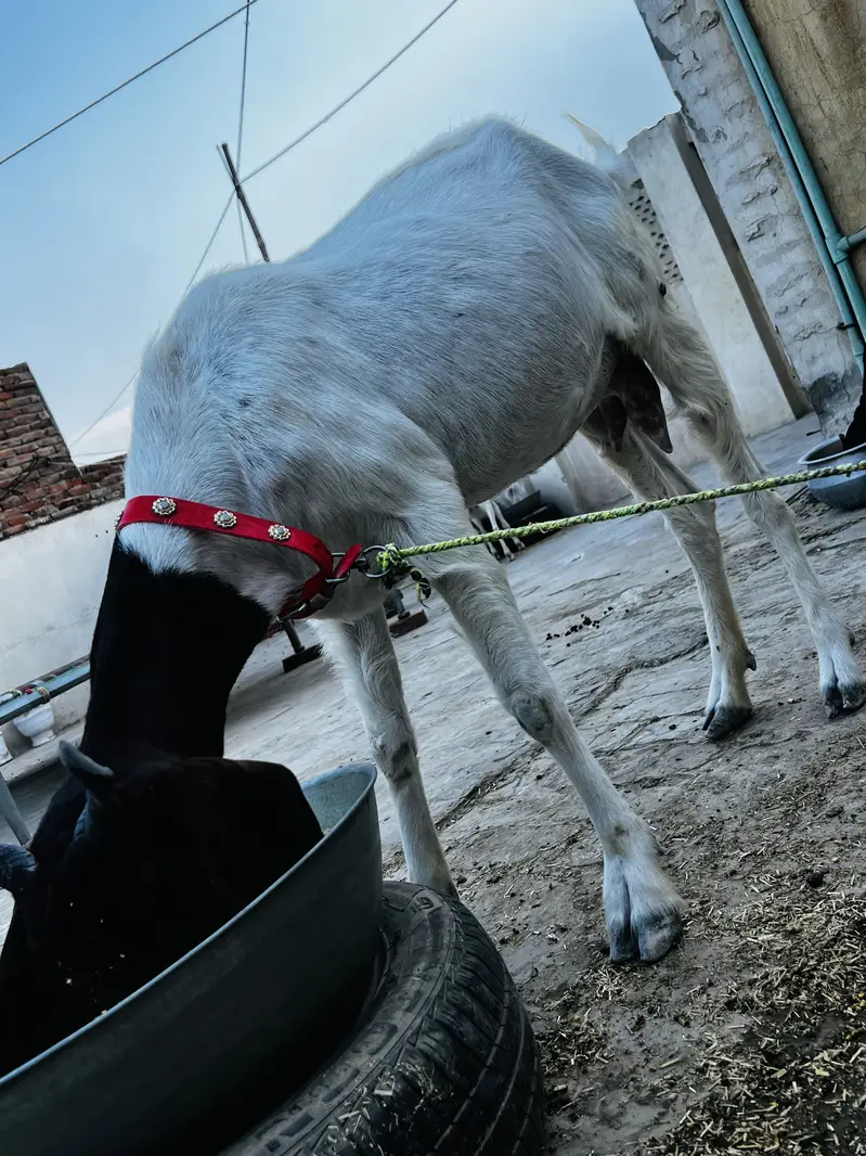 Sindhi Nasal ki Bakri Top quality goat heavy weight — photo 7