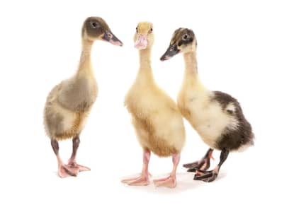 Dasi ducks