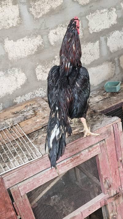 lasani murga