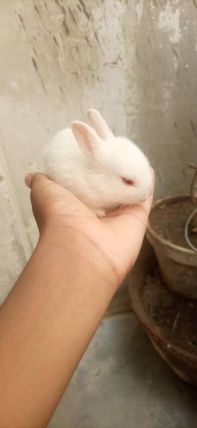 bunnies for sale