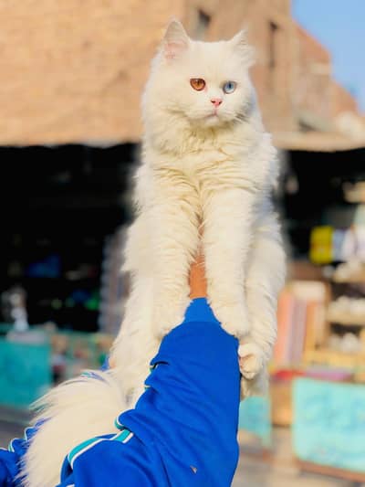 Persian triple coated cats for sale cash on delivery available hy