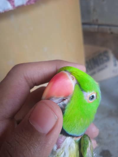 ring neck tame talking  03701124986 is par . sg kare
