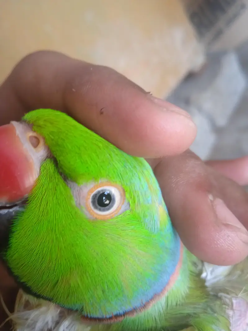 ring neck tame talking  03701124986 is par . sg kare — photo 3