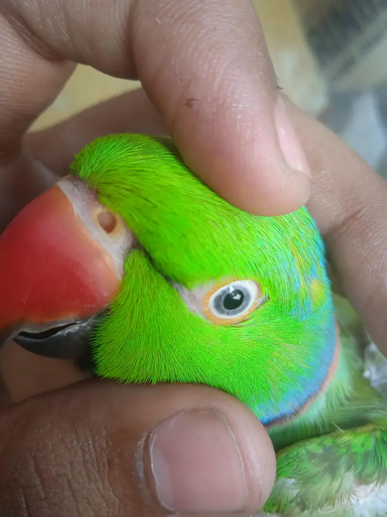 ring neck tame talking  03701124986 is par . sg kare — photo 4